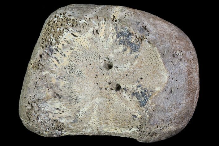 Hadrosaur Finger Bone - Alberta (Disposition #-) #71712